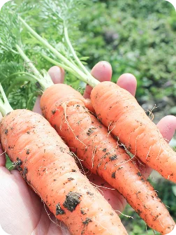 vision-future-accent