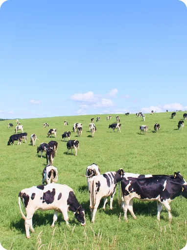 vision-future-accent